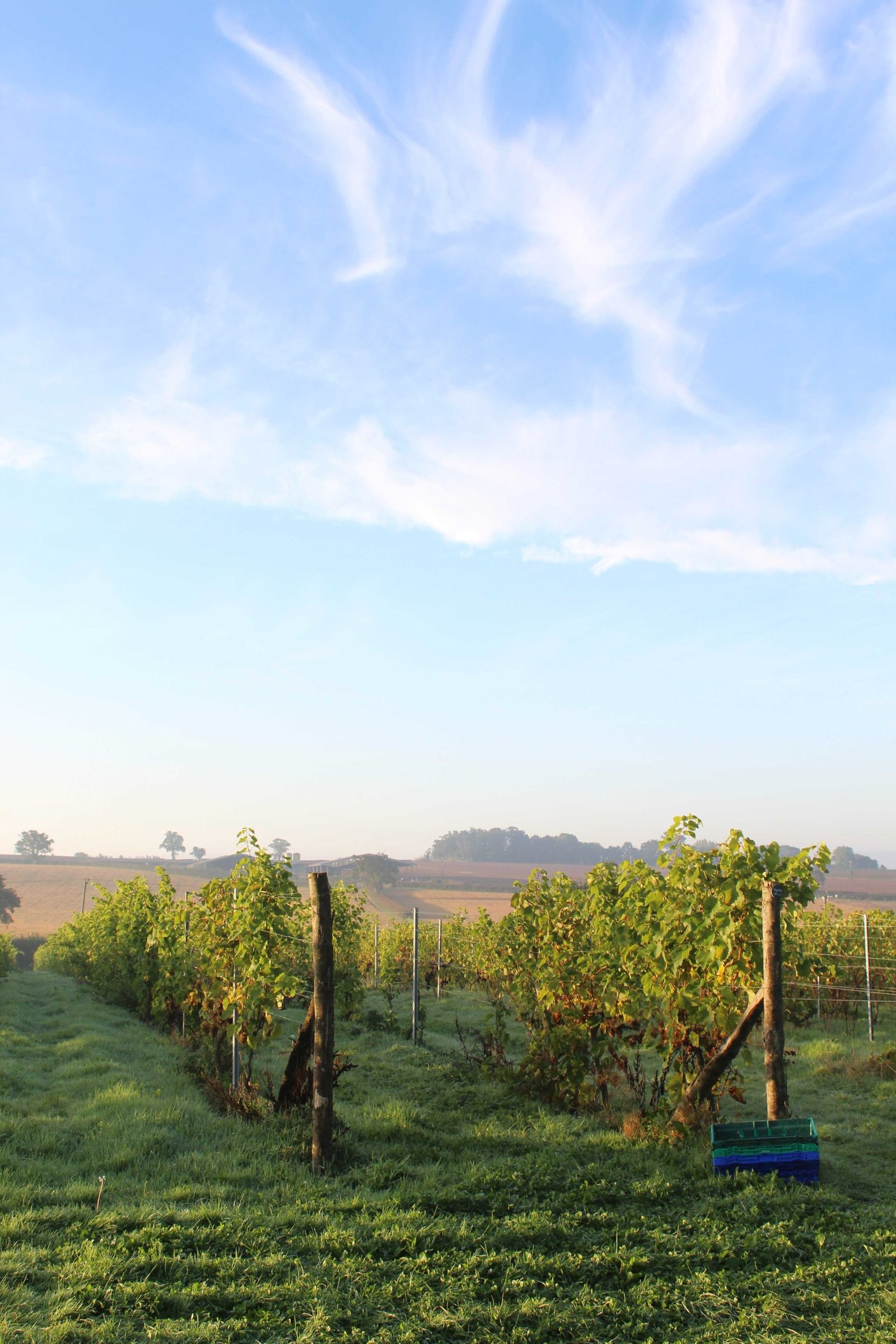 Hotel Vineyard Wines